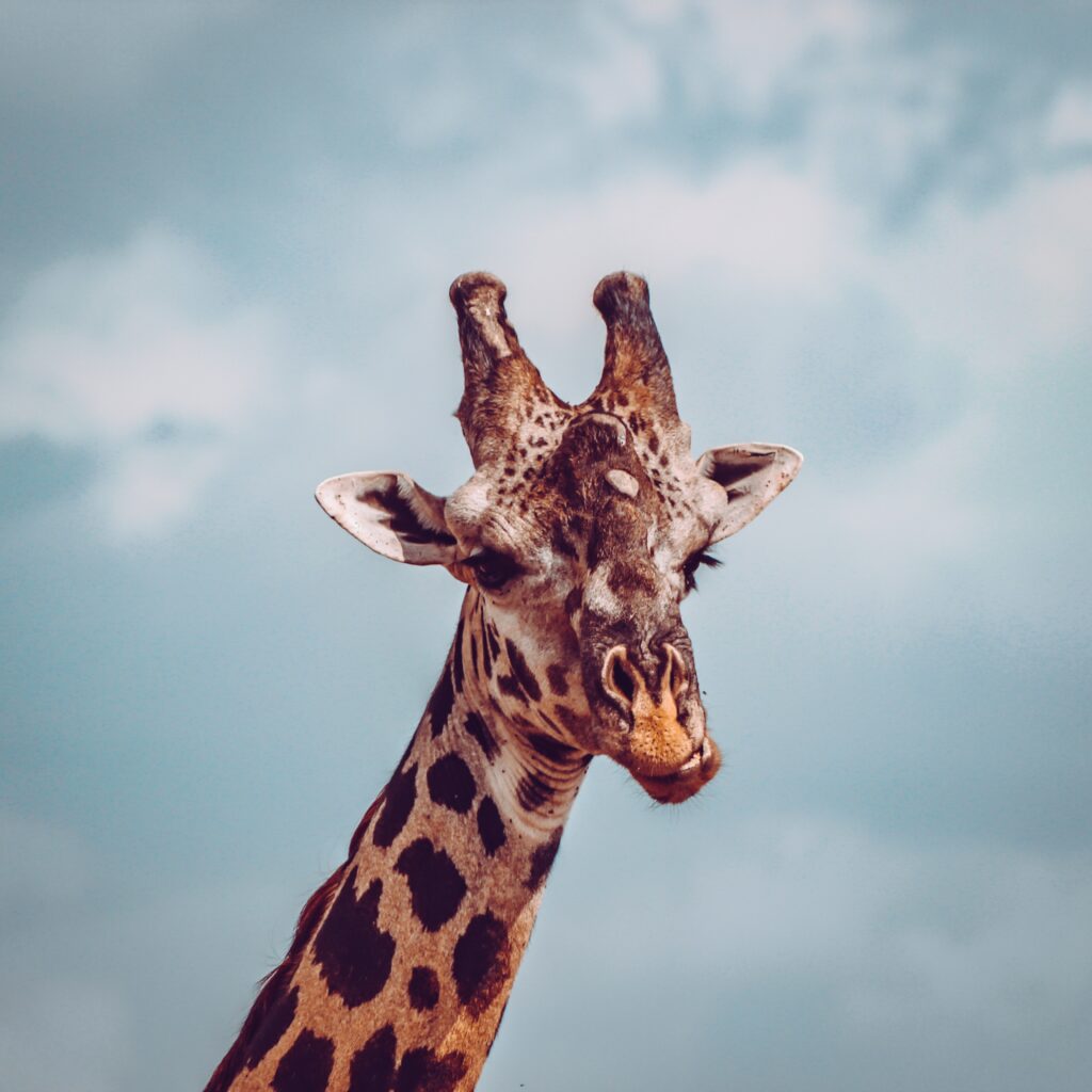 Whimsical Giraffe Close-Up Wallpaper Against Soft Cloudy Sky