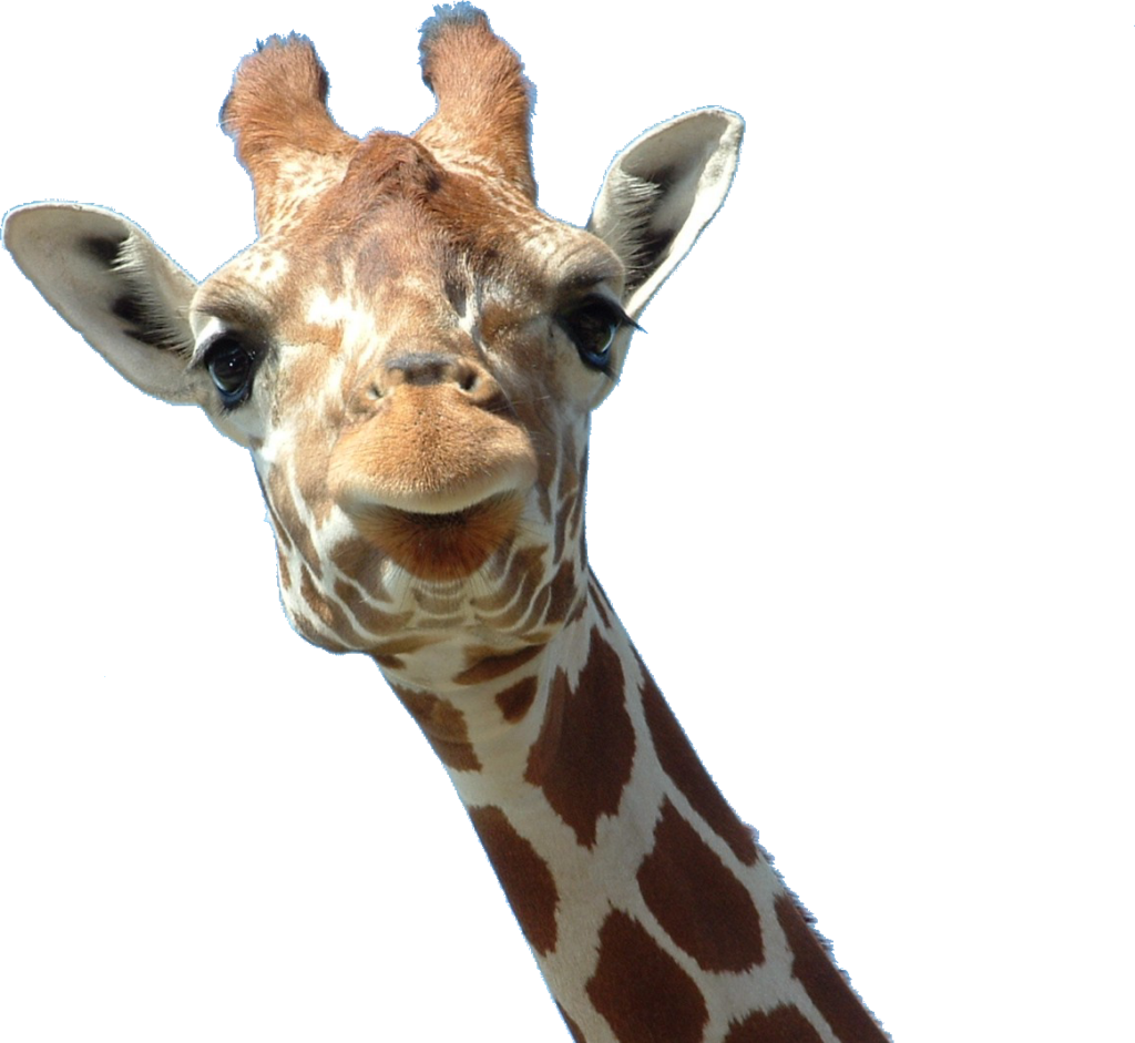 Whimsical Giraffe Portrait Against Clear Blue Sky Wallpaper