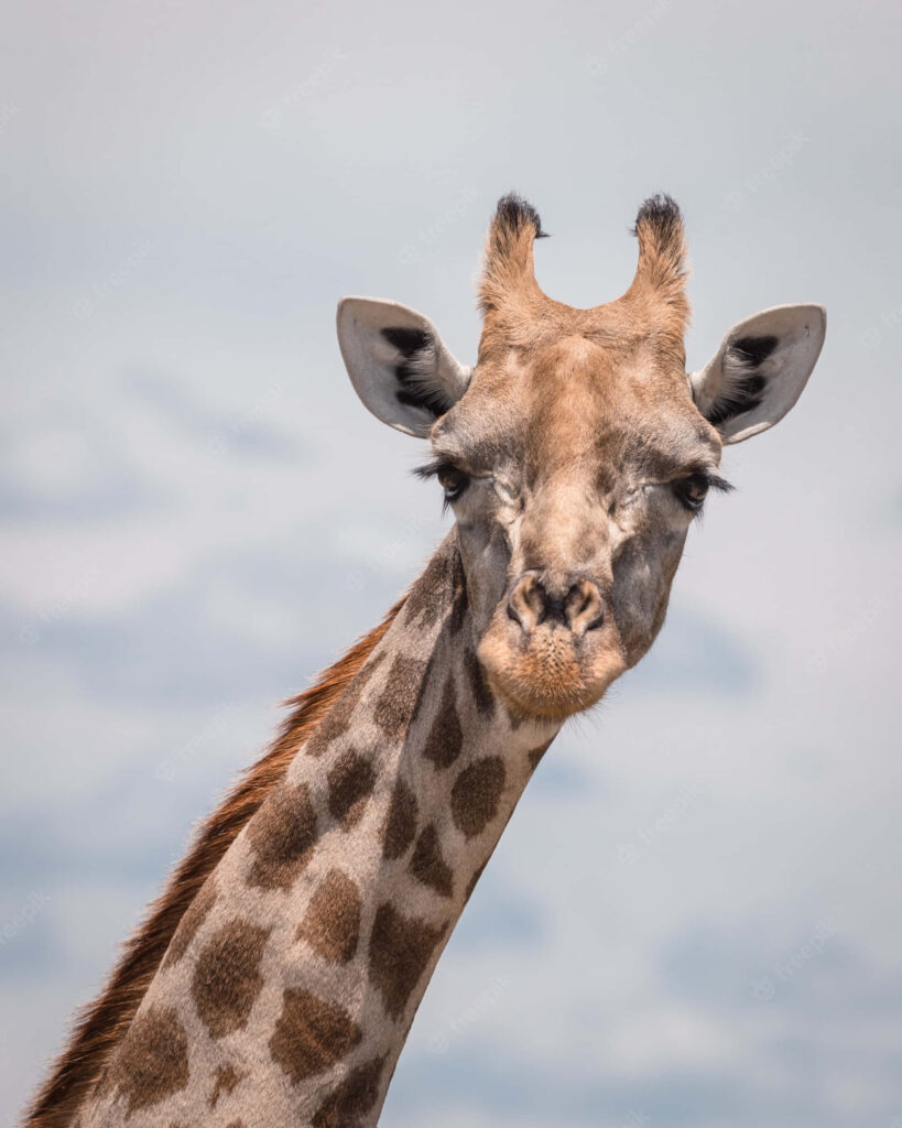 Humorous Giraffe Close-Up: Quirky Expression with Serene Background Wallpaper