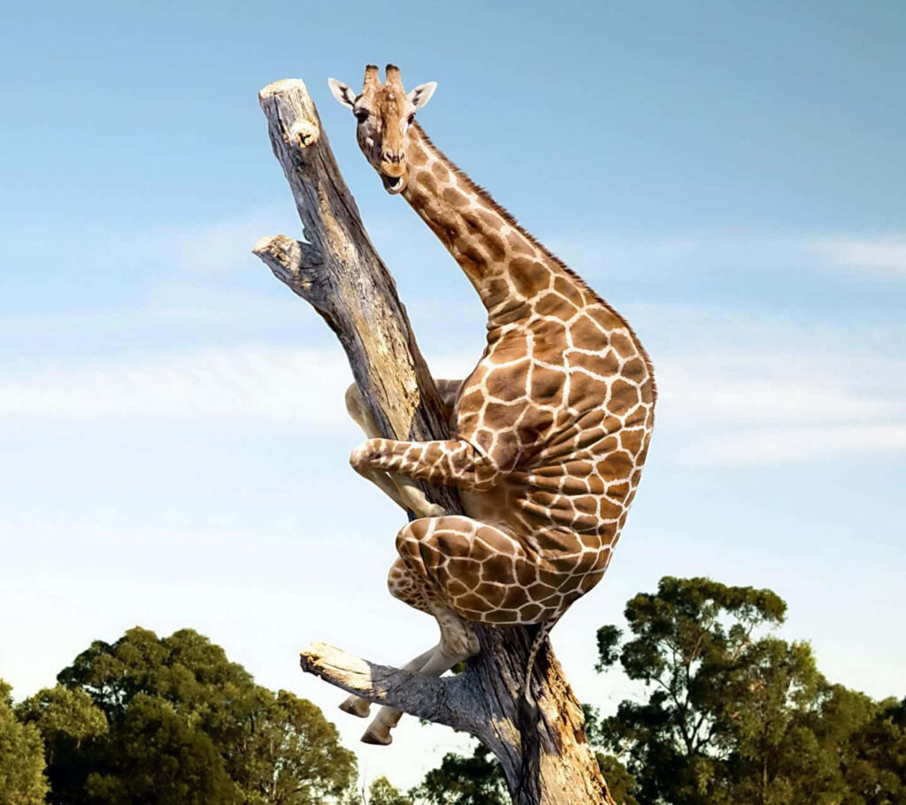 Whimsical Giraffe Wallpaper: Cute Scene with Lush Greenery & Sky
