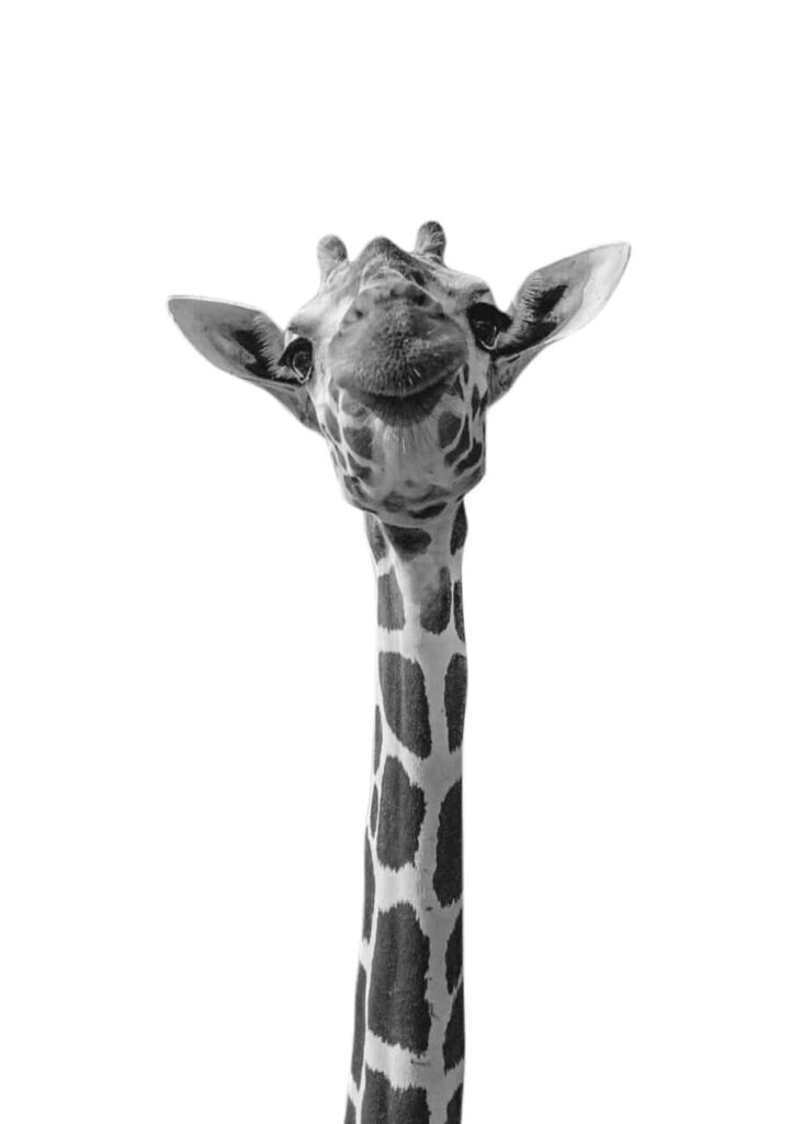 Whimsical Greyscale Giraffe Wallpaper for a Fun Phone Background