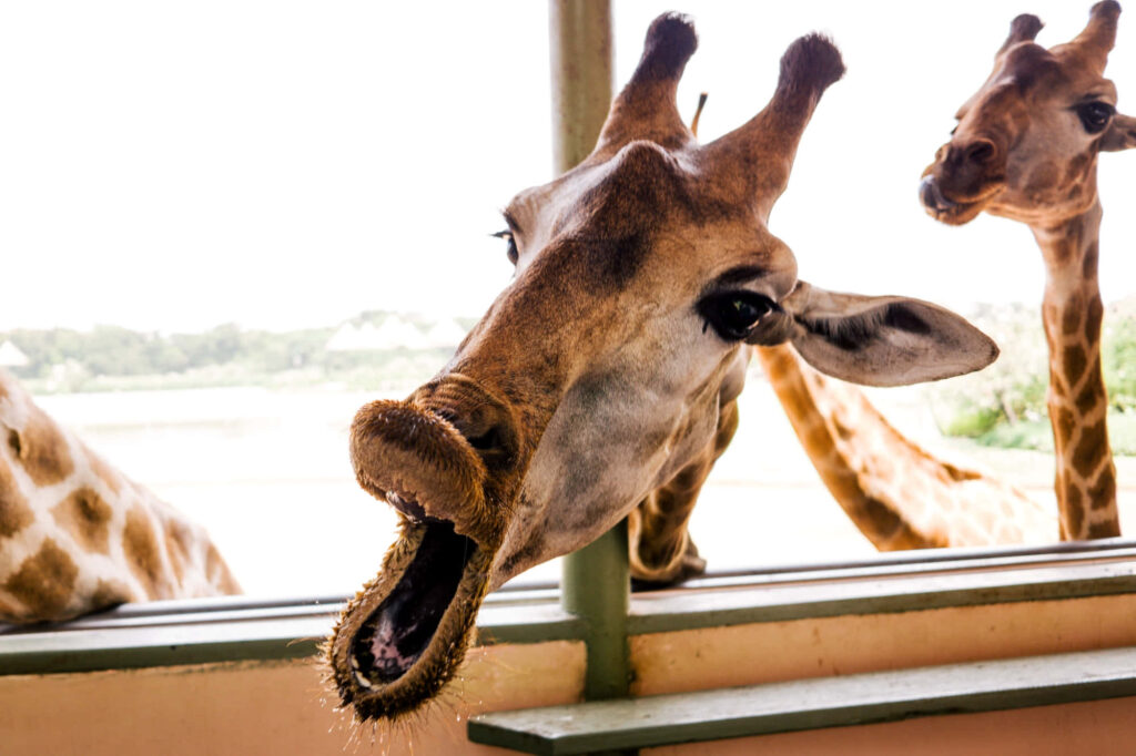 Whimsical Giraffe Funny Face Wallpaper - Playful Wildlife Interaction