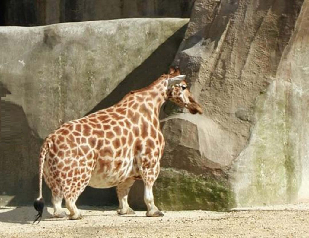 Whimsical Giraffe Wallpaper: Playful Nature Art with Unique Proportions