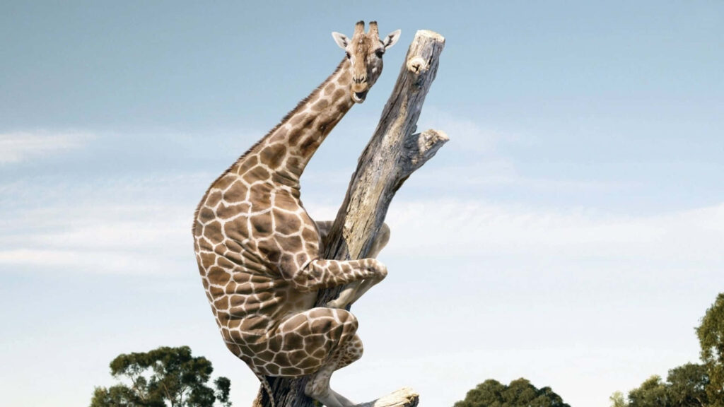 Whimsical Giraffe Wallpaper: Playful Nature Scene with Blue Sky