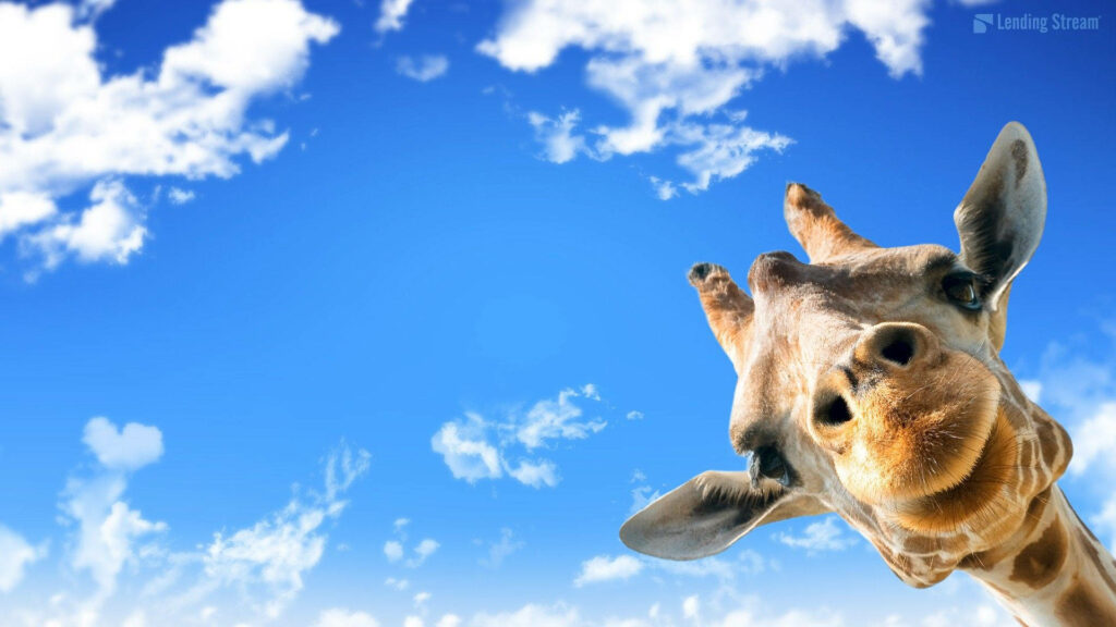 Whimsical Giraffe Wallpaper: Playful Worm's Eye View Against Blue Sky
