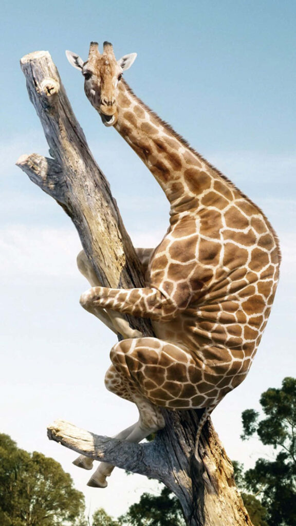 Whimsical Giraffe Wallpaper: Surreal Nature Background Design