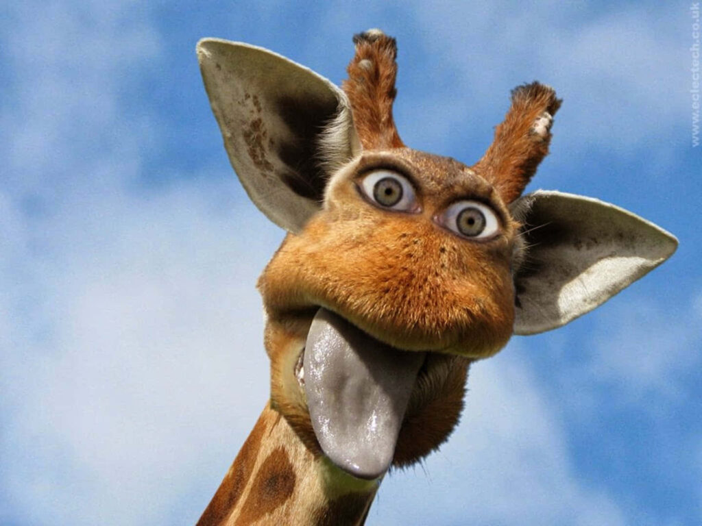 Playful Giraffe Wallpaper: Quirky Fun Against a Clear Blue Sky