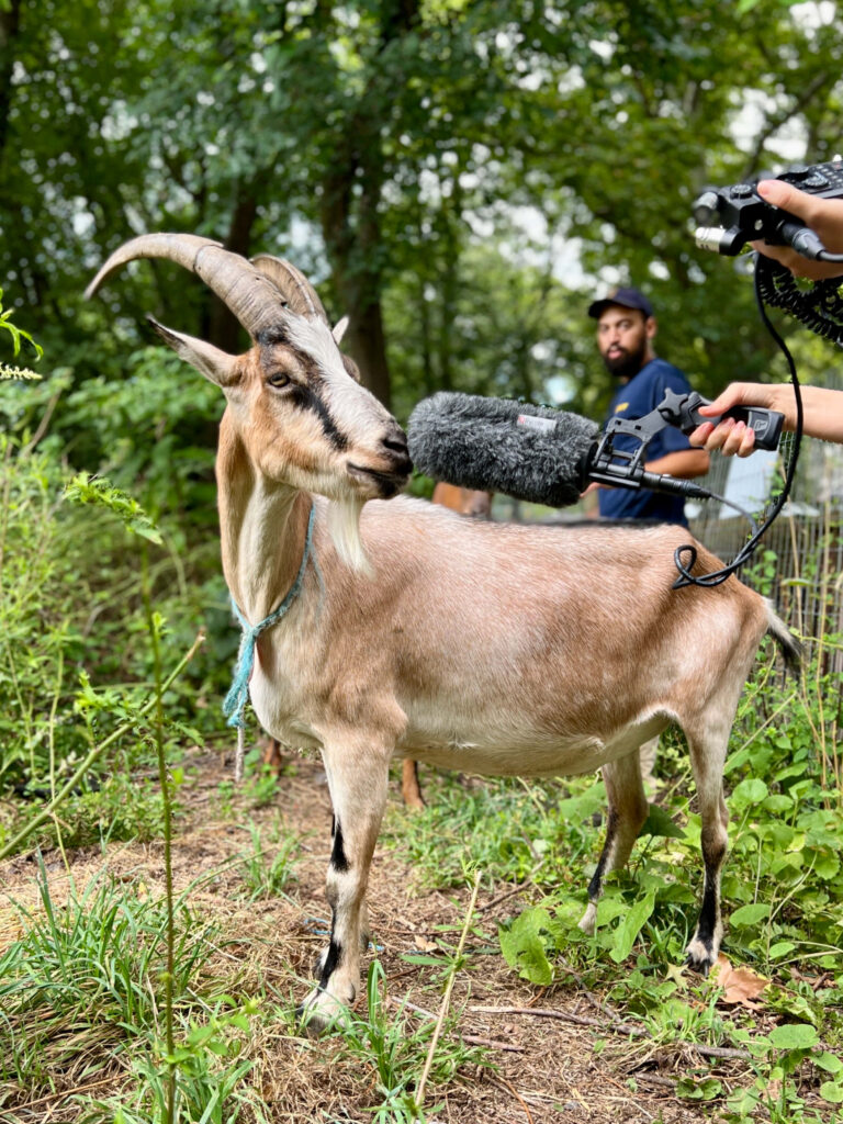 Goat Interview: Whimsical Wallpaper in a Lush Green Setting