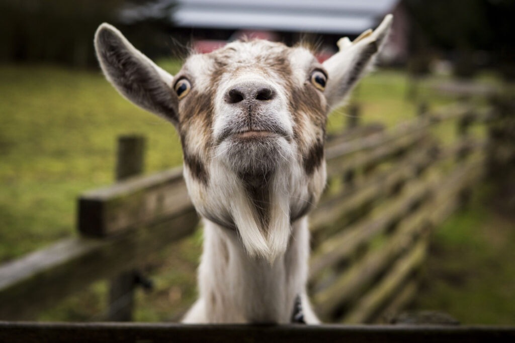 Charming Goat Close-Up: Whimsical Farm Wallpaper Design