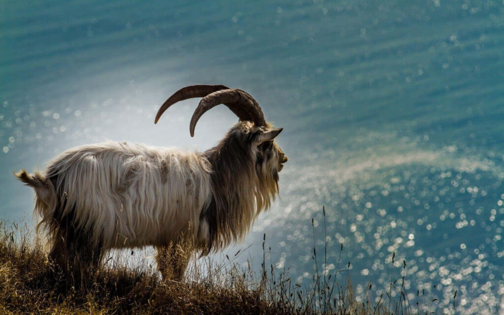 Funny Goat Wallpaper: Hairy Charm on a Cliff by Blue Ocean