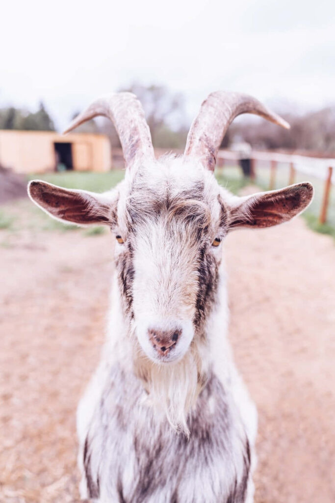 Whimsical Goat Wallpaper: Humorous Horns & Rustic Outdoor Background