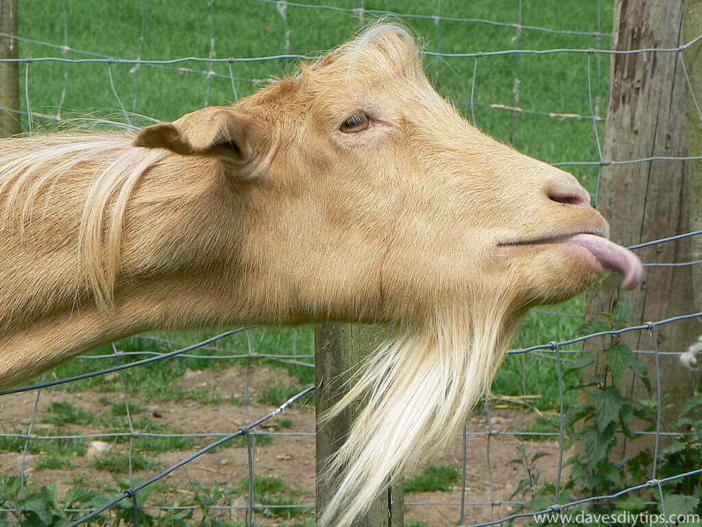 Playful Brown Goat Wallpaper: Humorous Rustic Farm Background