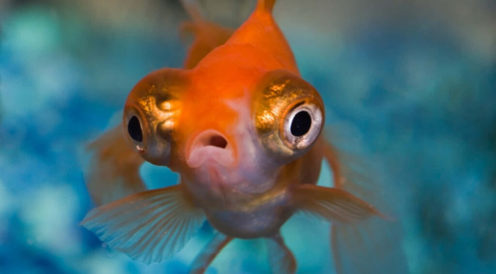 Whimsical Goldfish Wallpaper: Close-Up with Bulging Eyes on Blue