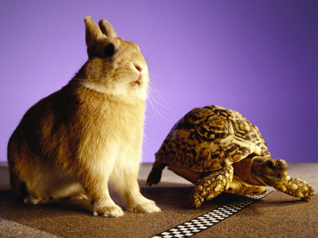 Whimsical Hare and Tortoise Wallpaper: A Playful Fable Scene
