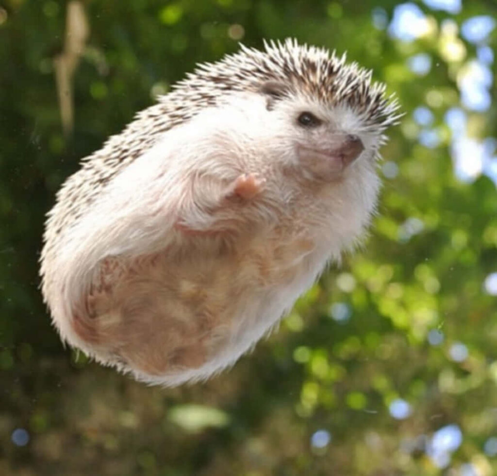 Whimsical Hedgehog Wallpaper: Cute Floating Scene in Green Foliage