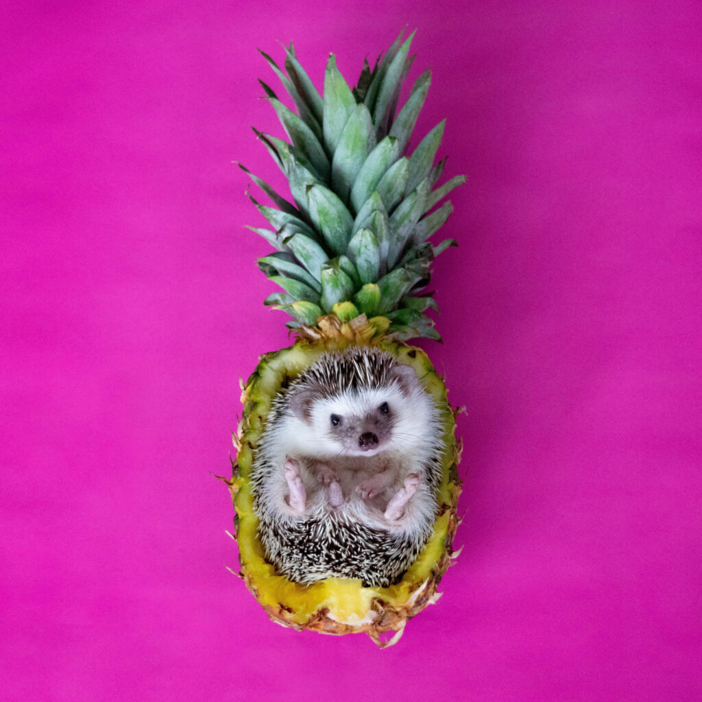 Charming Hedgehog in Pineapple Wallpaper - Playful Pink Background