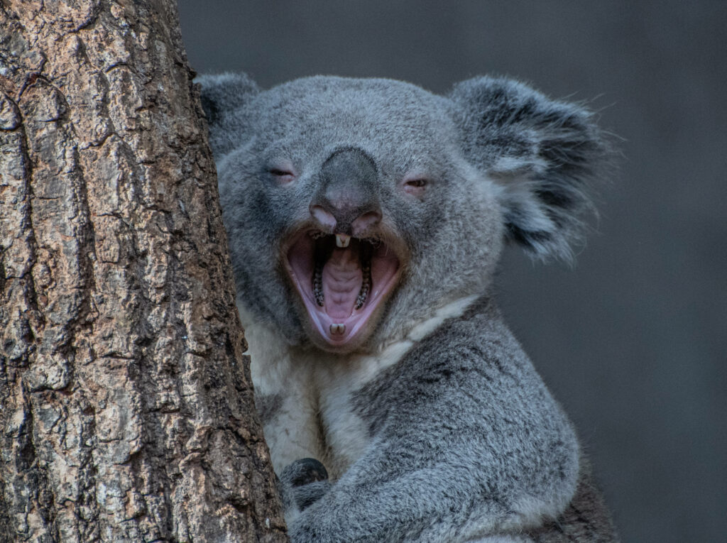 Whimsical Koala Yawning on Tree Trunk - Cute Nature Wallpaper