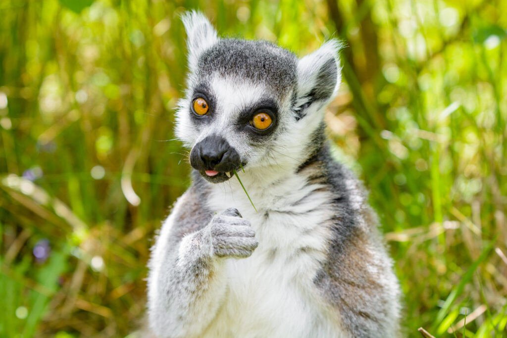 Funny Lemur Wallpaper: Whimsical Grass Scene for Animal Lovers