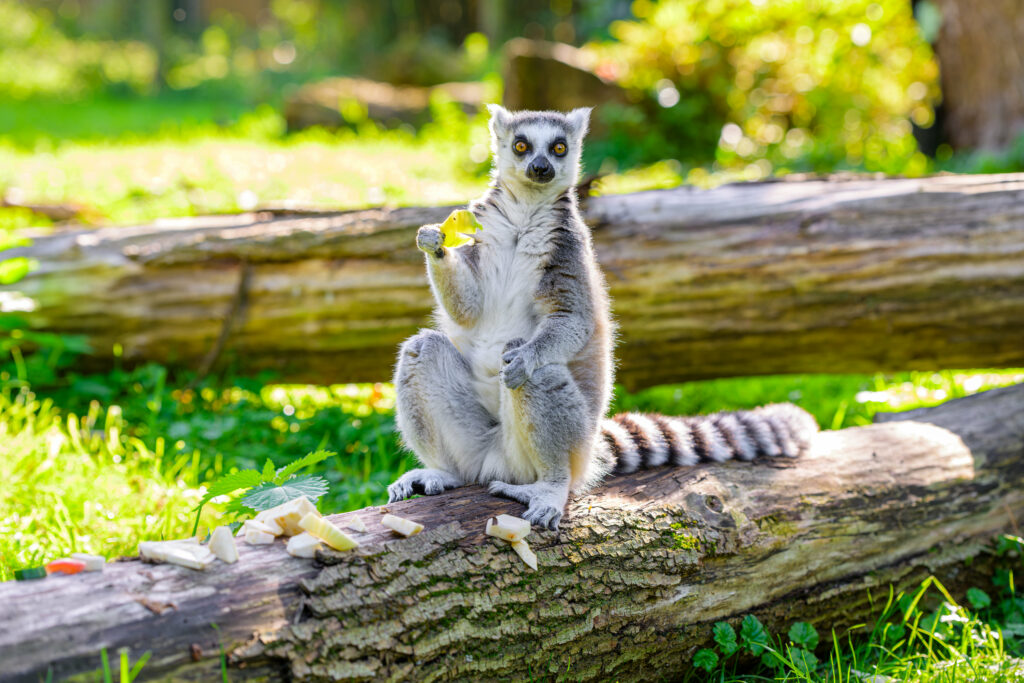 Lemur on Log in Sunlit Forest: Whimsical Apple Pose Wallpaper