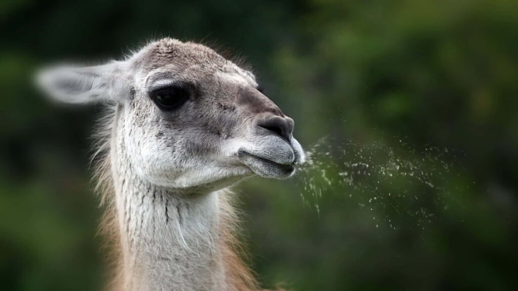 Funny Llama Wallpaper: Captivating Mid-Spit Moment with Green Backdrop