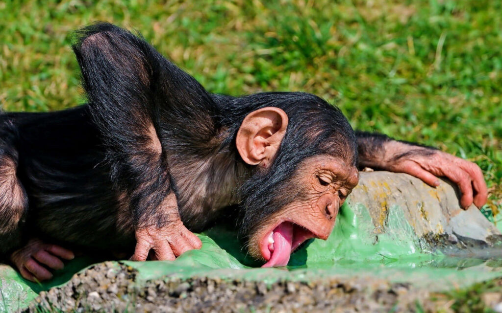 Whimsical Monkey Wallpaper: Cute & Playful Background for Your Screen