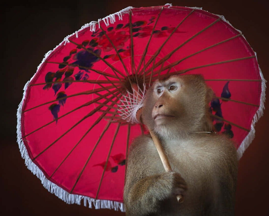 Whimsical Monkey Wallpaper with Red Umbrella & Floral Patterns