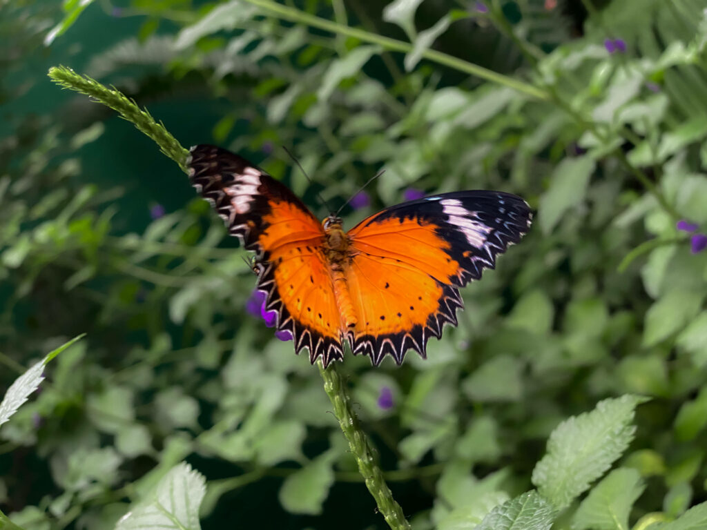 Garden Bliss: Captivating Aesthetic Butterfly in Vibrant Orange, showcasing Ornate Linear Pattern Wings Wallpaper