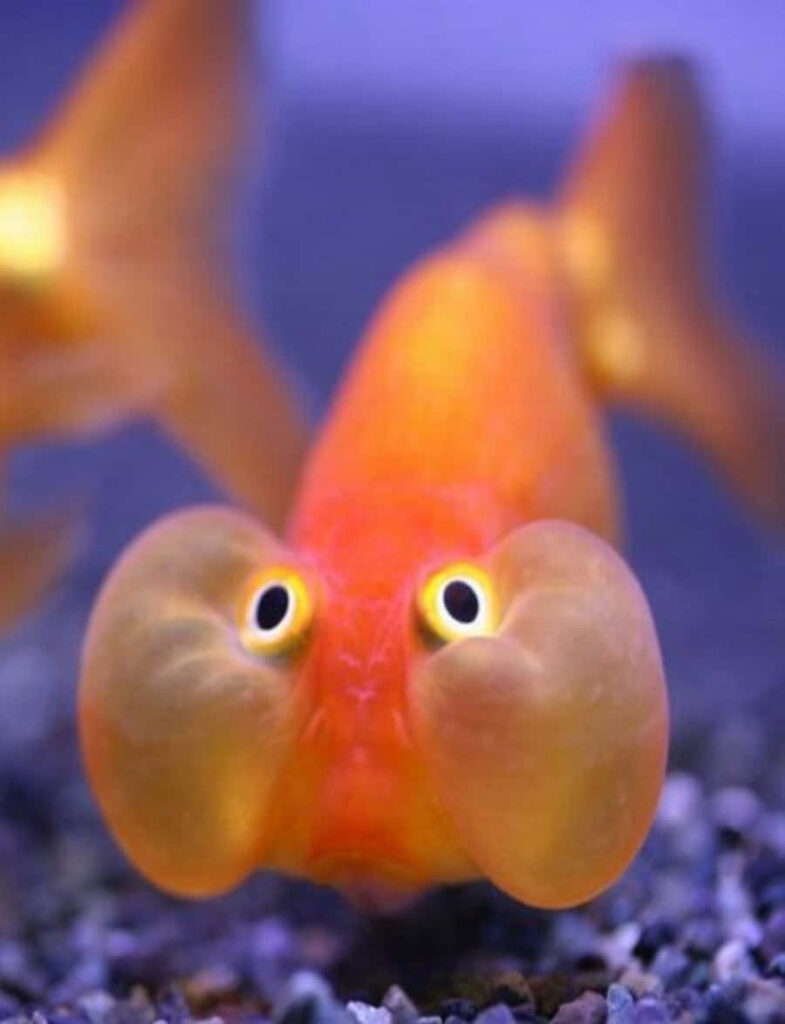 Quirky Orange Fish Wallpaper: Humorous Aquatic Charm