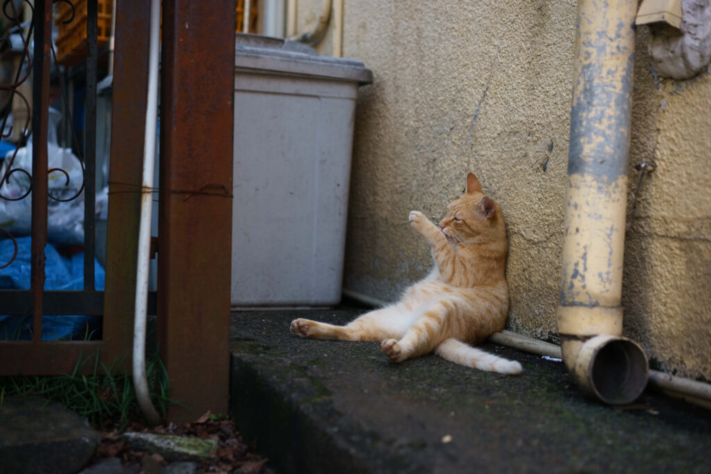 Whimsical Orange Tabby Cat Wallpaper: Relaxed & Contemplative Scene