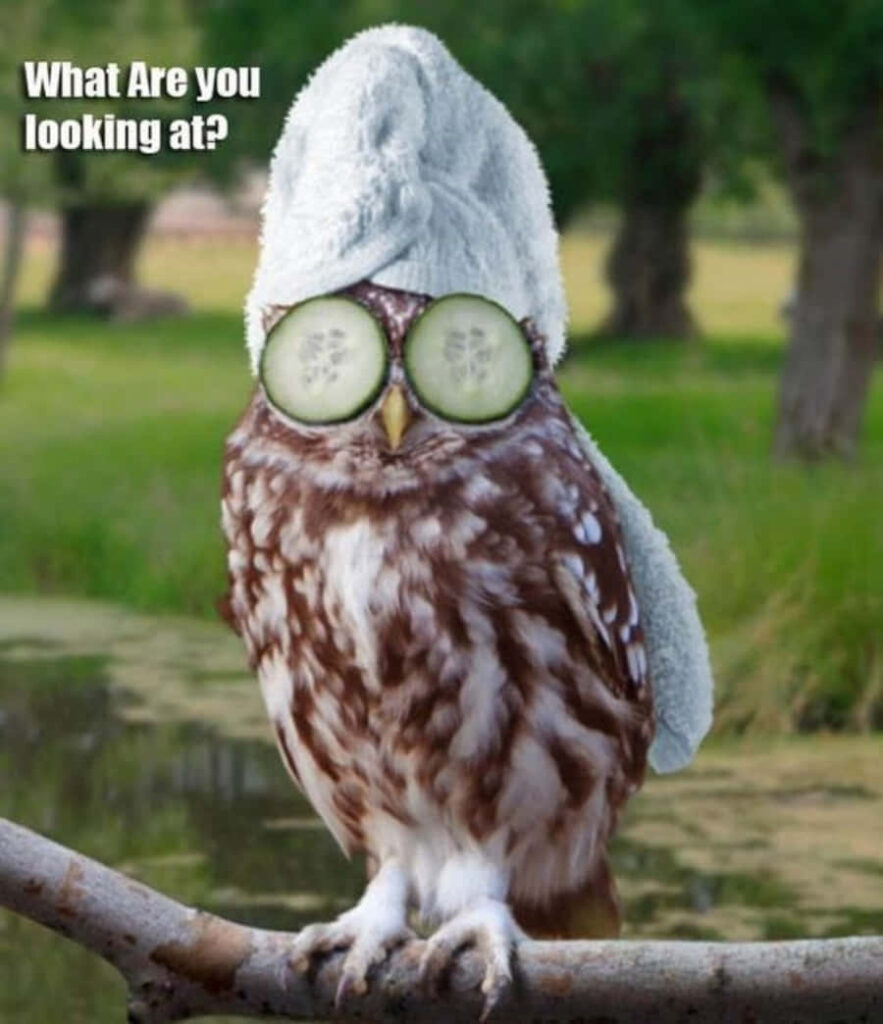 Whimsical Owl Spa Wallpaper: Humor & Charm with Nature's Touch