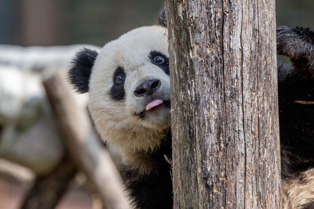 Whimsical Panda Peeks from Tree, Sticking Out Tongue – Charming Scene Wallpaper