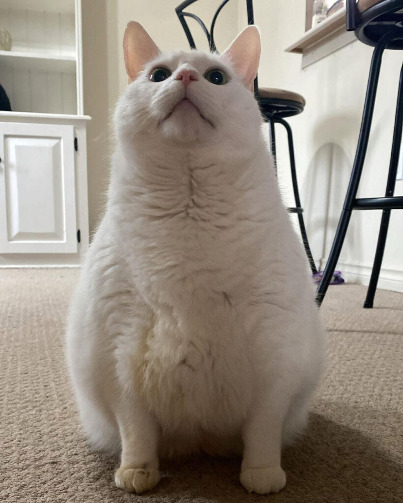 Whimsical White Cat Wallpaper: Charming Humor on Carpeted Floor