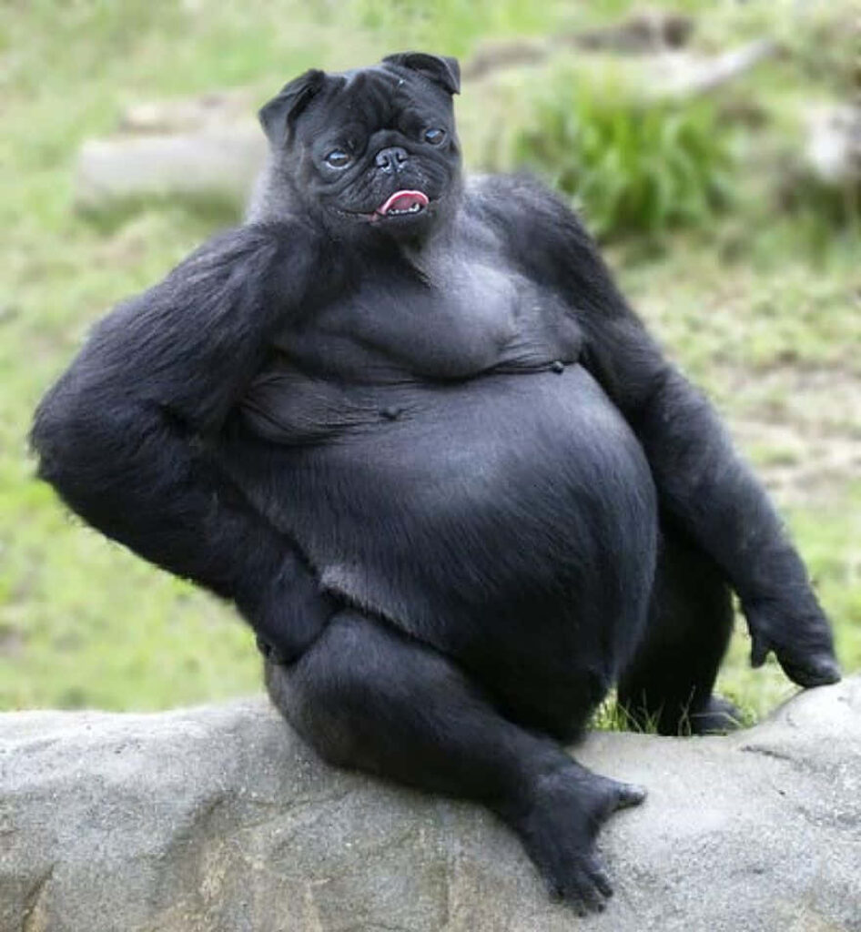 Whimsical Pugrilla Wallpaper: Unique Gorilla-Pug Hybrid Design