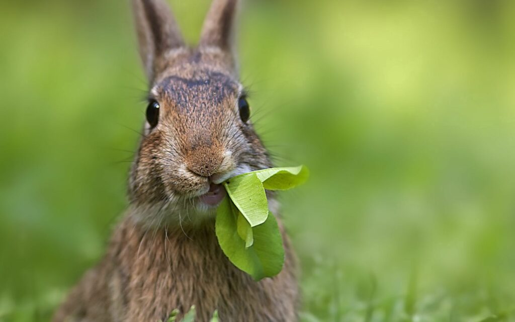 Whimsical Rabbit Wallpaper: Cute Nature Scene with Lush Greenery