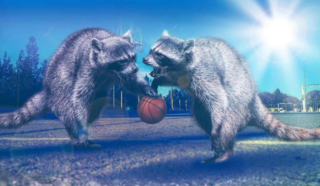 Whimsical Raccoons on Basketball Court: Creative Wallpaper Background