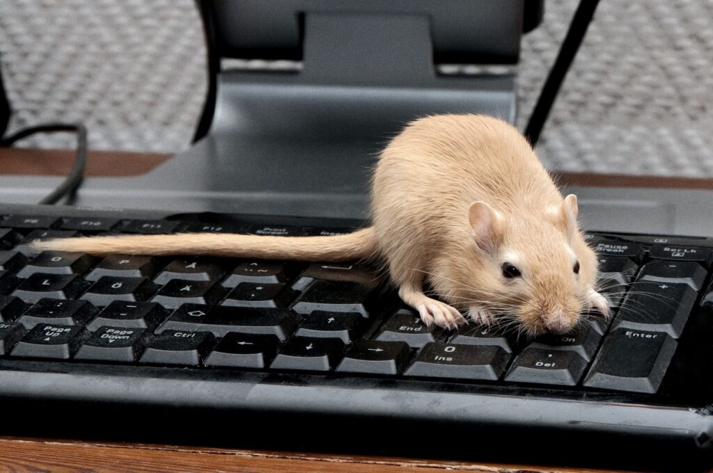 Whimsical Rodent Climbing Keyboard: Office Background Wallpaper