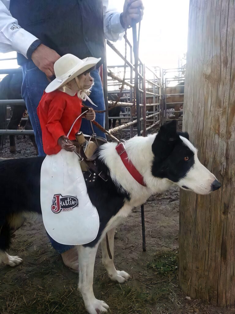 Whimsical Monkey in Cowboy Gear Rides Dog at Fun Rodeo Scene Wallpaper