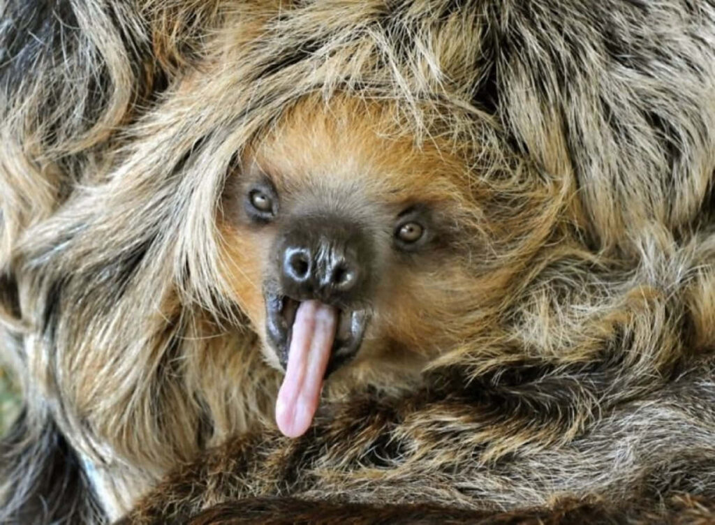 Whimsical Sloth with Wig-Like Mane: Humorous Wallpaper Delight