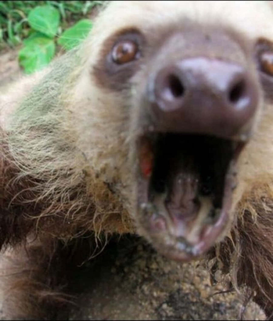 Whimsical Sloth Wallpaper: Humorous Close-Up with Surprised Expression