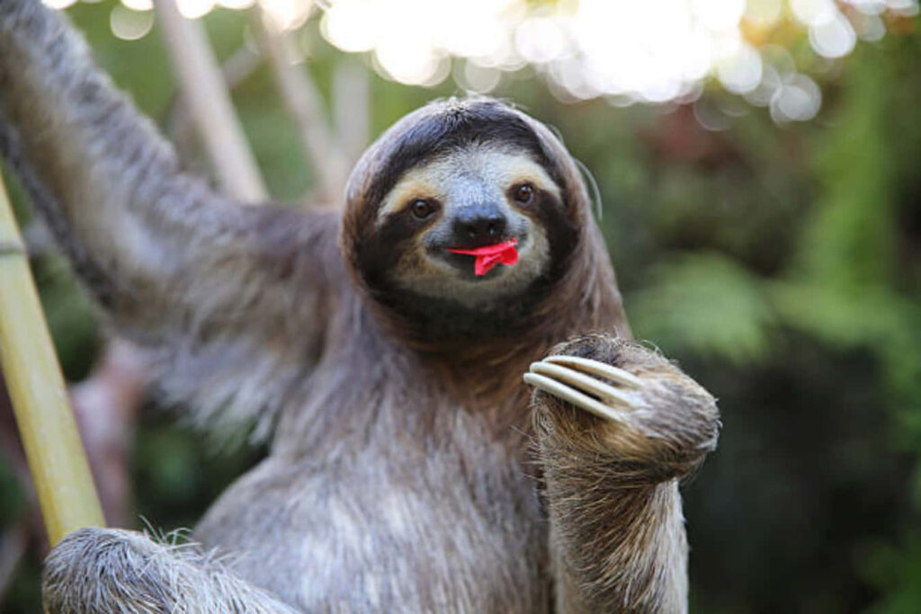 Whimsical Sloth Wallpaper: Playful Mischief in a Lush Forest