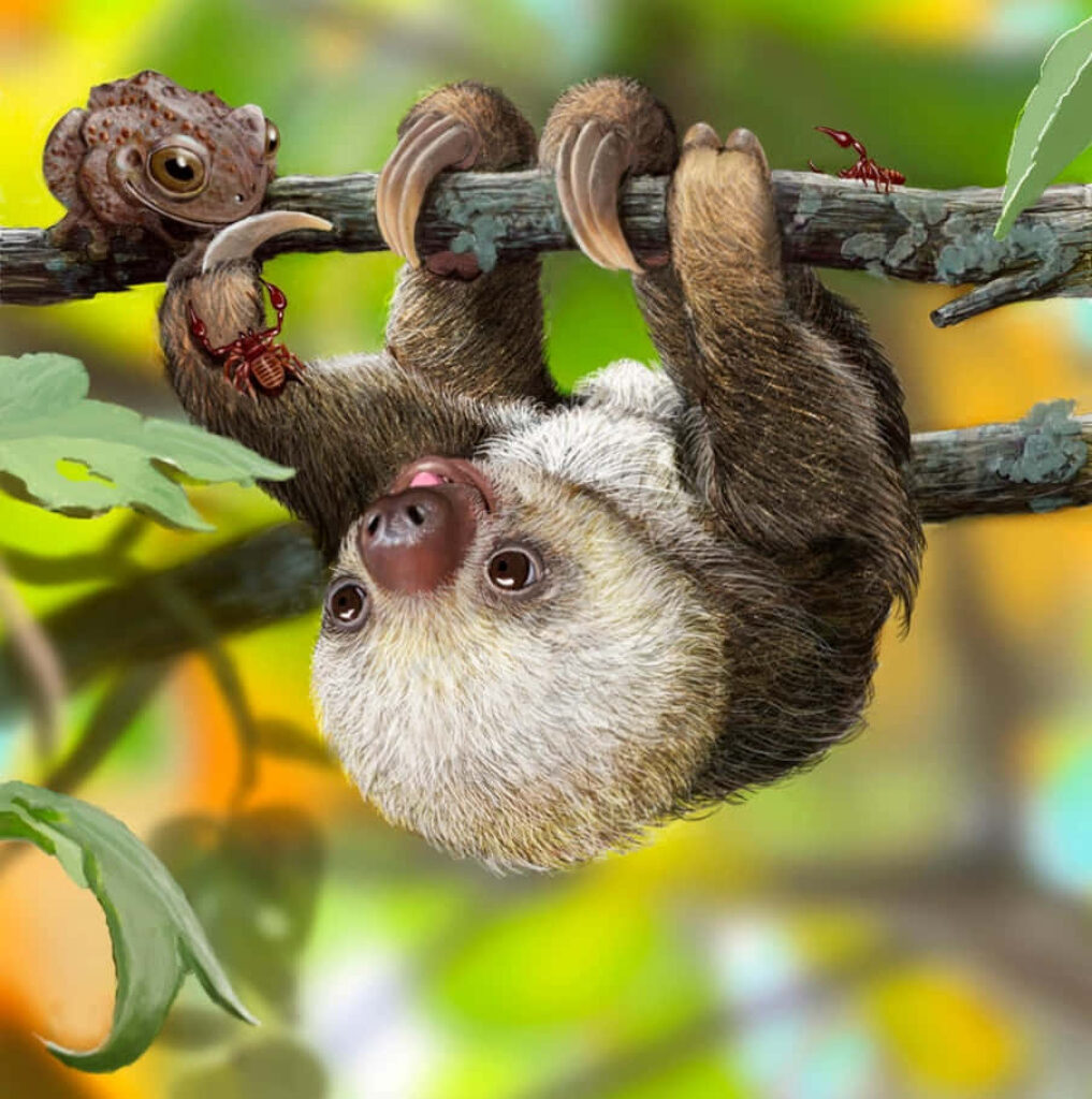 Playful Sloth and Frog Wallpaper: Whimsical Nature Scene