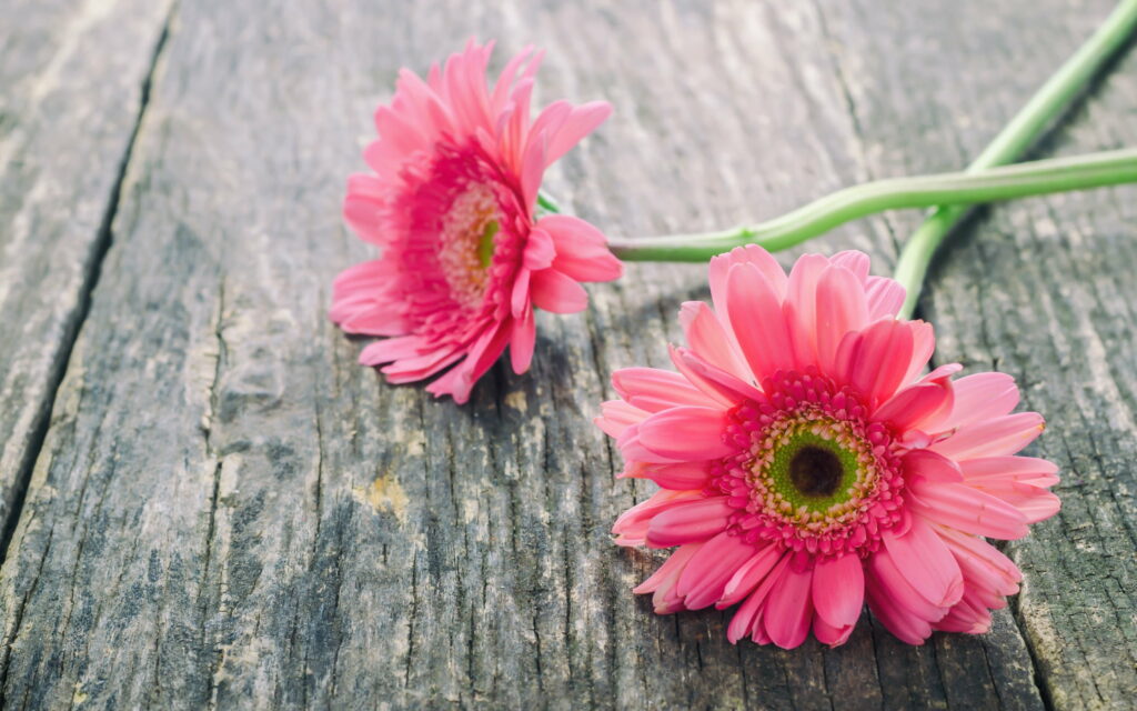 Pink Petals Blooming on Gray Boards: Captivating Spring Vibes in QHD Wallpaper