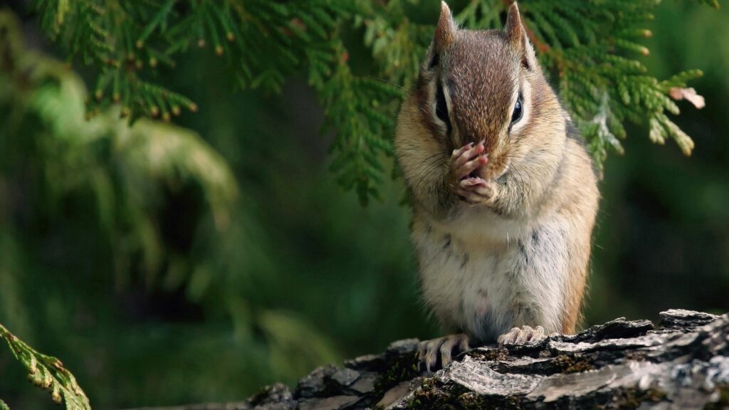 Charming Squirrel Wallpaper: Whimsical Nature Scene with Lush Foliage