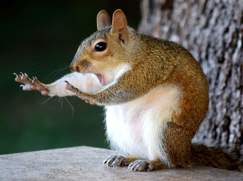 Whimsical Squirrel Wallpaper: Captivating Nature-Inspired Fun