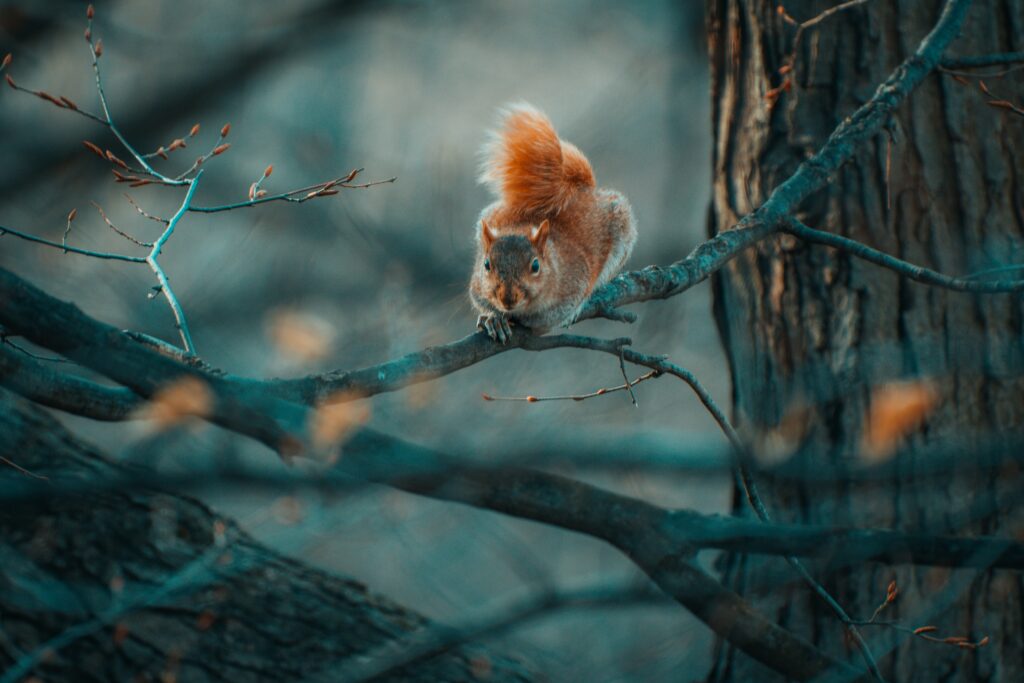 Whimsical Squirrel on Tree Branch - Nature's Playful Wildlife Wallpaper