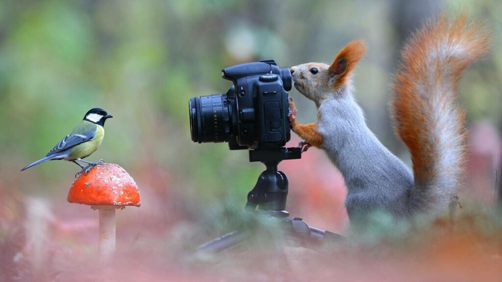 Whimsical Squirrel Photography Wallpaper: Fun Animal Scene Background