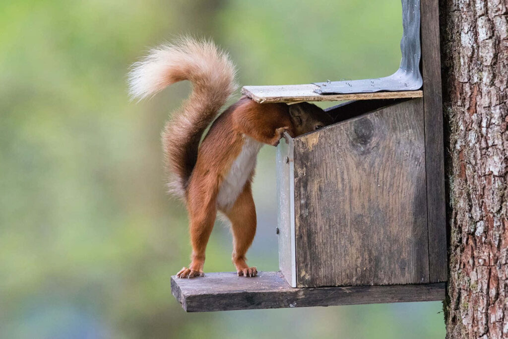 Playful Squirrel Peeking into Birdhouse: Whimsical Wallpaper Scene