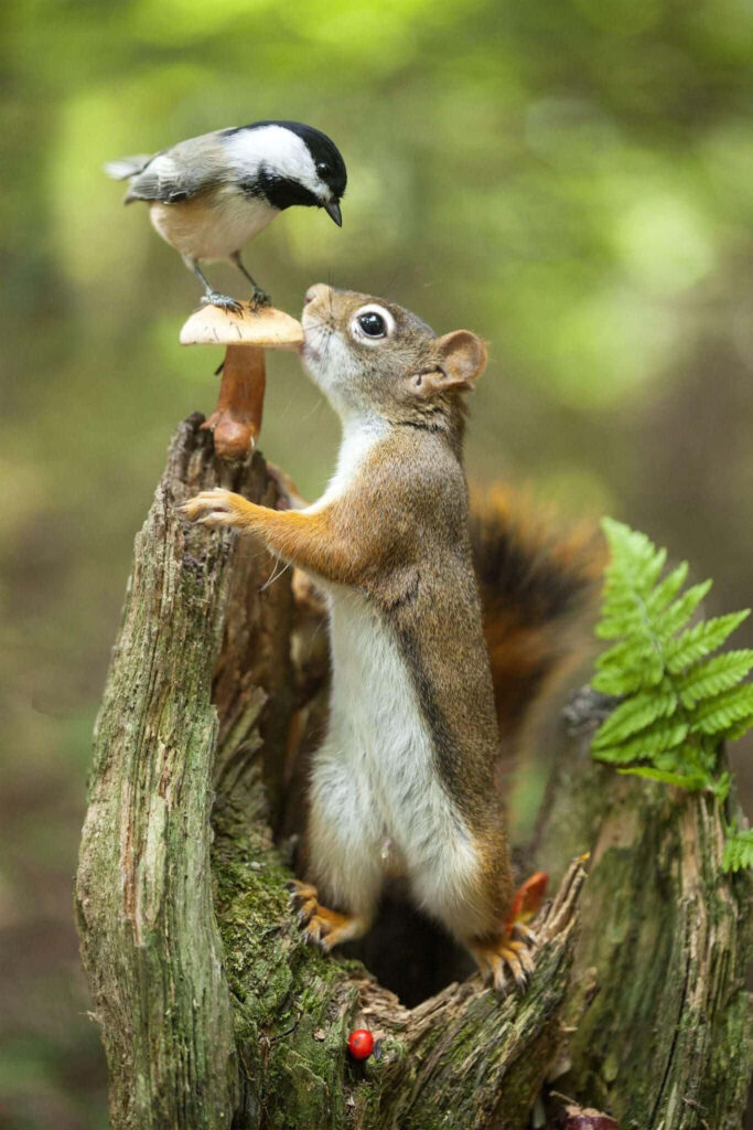Whimsical Wallpaper: Squirrel and Bird Amidst Vibrant Nature