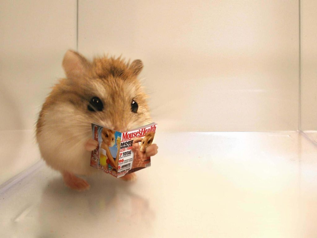 Cute fluffy hamster holding a miniature Mouse’s Health parody magazine in bright white background Wallpaper