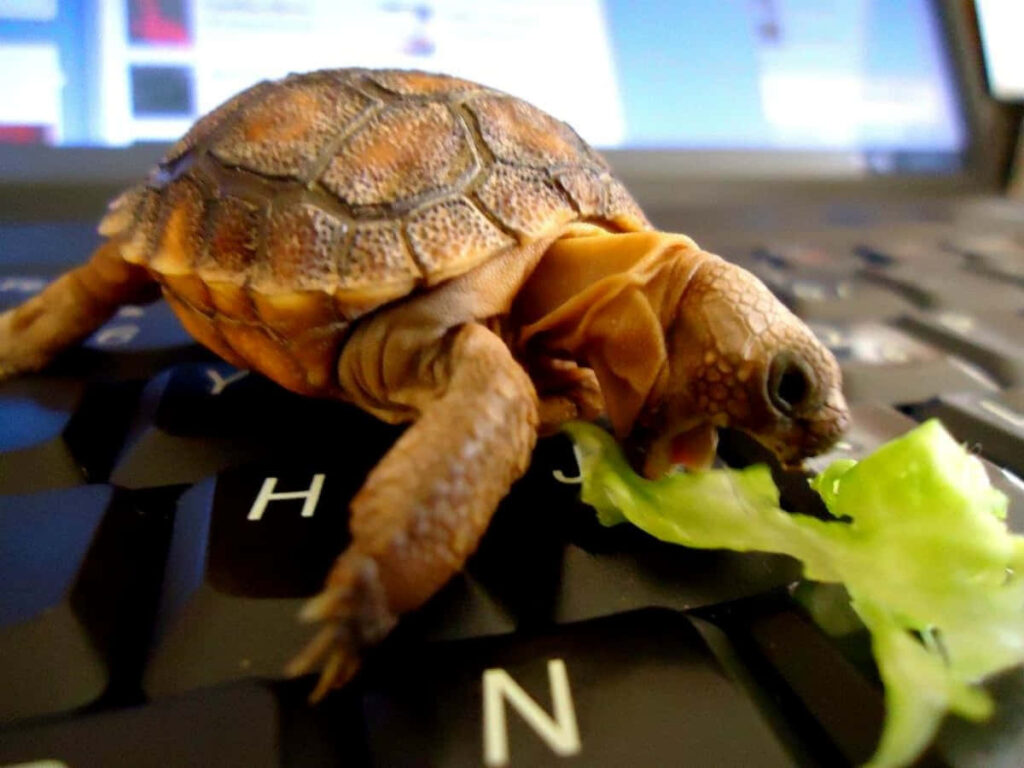 Whimsical Turtle Wallpaper: Playful Scene on Keyboard Background